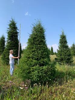 Ель обыкновенная формированная