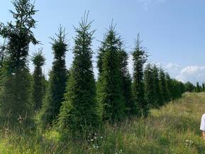 Ель обыкновенная формированная