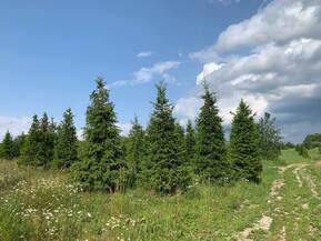 Ель обыкновенная формированная