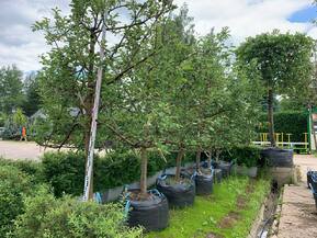 Яблоня Медуница на шпалере