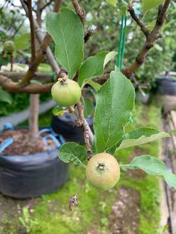 Яблоня Медуница на шпалере