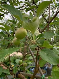 Яблоня Медуница на шпалере