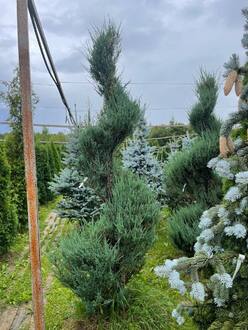 Можжевельник Скайрокет (Skyrocket) Спираль