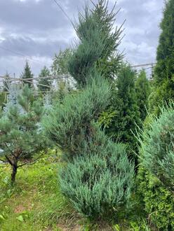Можжевельник Скайрокет (Skyrocket) Спираль