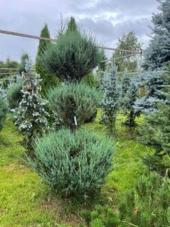 Можжевельник Скайрокет (Skyrocket) Снеговик