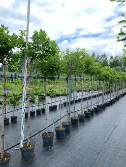 Калина "Компактум" Шар на штамбе (Топиарий)