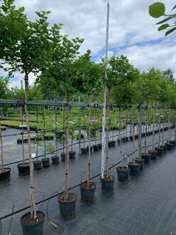 Калина "Компактум" Шар на штамбе (Топиарий)