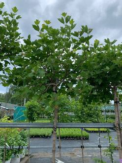 Калина "Компактум" Шар на штамбе (Топиарий)