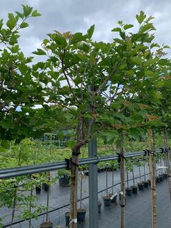 Калина "Компактум" Шар на штамбе (Топиарий)