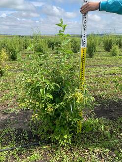 Чубушник Балет мотыльков (Balet motylkov)
