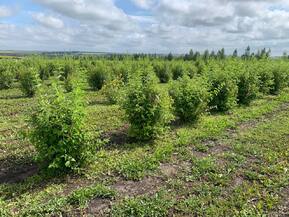 Чубушник Балет мотыльков (Balet motylkov)