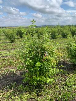 Чубушник Балет мотыльков (Balet motylkov)