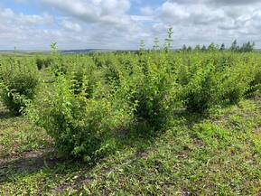 Чубушник венечный Салют