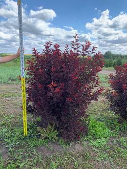 Пузыреплодник Литтл Энджел (Little Angel) Шар