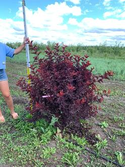 Пузыреплодник Литтл Энджел (Little Angel) Шар