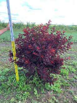 Пузыреплодник Литтл Энджел (Little Angel) Шар