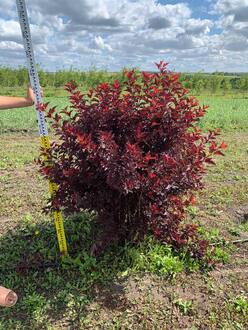 Пузыреплодник Литтл Энджел (Little Angel) Шар