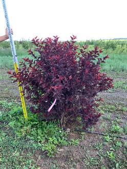 Пузыреплодник Литтл Энджел (Little Angel) Шар