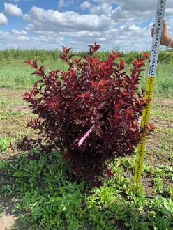 Пузыреплодник Литтл Энджел (Little Angel) Шар