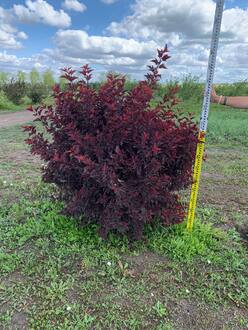 Пузыреплодник Литтл Энджел (Little Angel) Шар