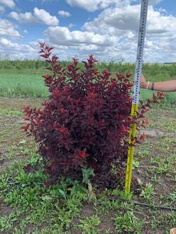 Пузыреплодник Литтл Энджел (Little Angel) Шар