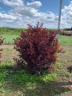 Пузыреплодник Литтл Энджел (Little Angel) Шар