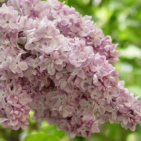 Сирень обыкновенная Богдан Хмельницкий (Bogdan Khmelnitsky)