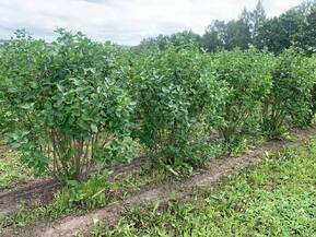 Сирень обыкновенная Богдан Хмельницкий (Bogdan Khmelnitsky)