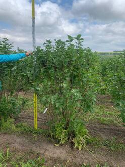 Сирень обыкновенная Богдан Хмельницкий (Bogdan Khmelnitsky)