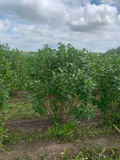 Сирень обыкновенная Богдан Хмельницкий (Bogdan Khmelnitsky)
