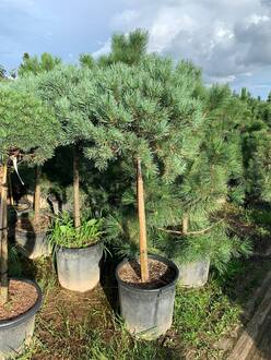 Сосна обыкновенная Ватерери (Watereri) шар на штамбе