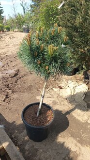 Сосна обыкновенная Ватерери (Watereri) шар на штамбе