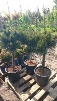 Сосна обыкновенная Ватерери (Watereri) шар на штамбе