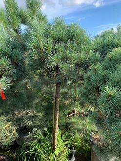 Сосна обыкновенная Ватерери (Watereri) шар на штамбе