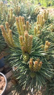 Сосна обыкновенная Ватерери (Watereri) шар на штамбе