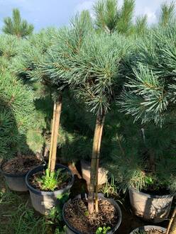 Сосна обыкновенная Ватерери (Watereri) шар на штамбе