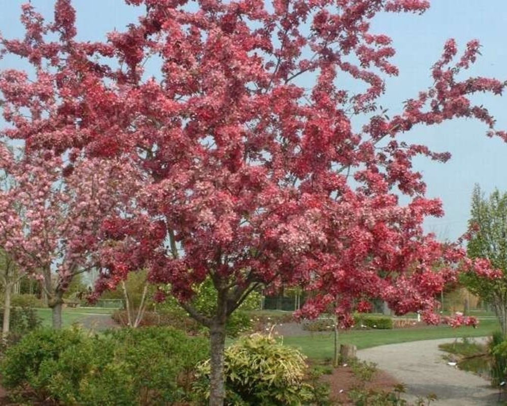 Декоративная яблоня Кокцинелла (Coccinella)