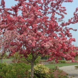 Декоративная яблоня Кокцинелла (Coccinella)