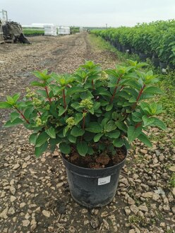 Гортензия метельчатая Инфинити (Infinity)