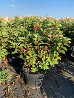 Гортензия метельчатая Инфинити (Infinity)