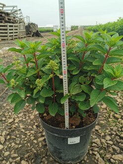 Гортензия метельчатая Инфинити (Infinity)