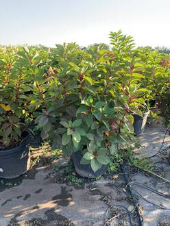 Гортензия метельчатая Инфинити (Infinity)