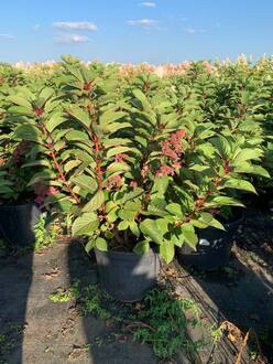 Гортензия метельчатая Инфинити (Infinity)