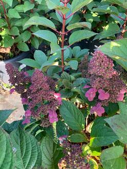 Гортензия метельчатая Инфинити (Infinity)