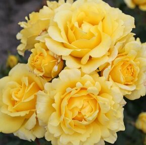 Роза флорибунда Санмейд (Sunmaid)