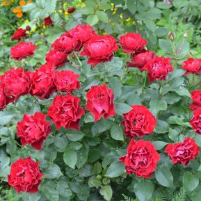 Роза флорибунда Омаж а Барбара (Hommage a Barbara)