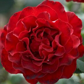 Роза флорибунда Омаж а Барбара (Hommage a Barbara)