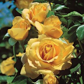 Роза флорибунда Джулия Чайлд (Julia Child)