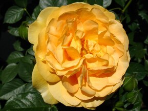 Роза флорибунда Джулия Чайлд (Julia Child)