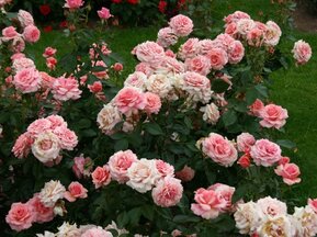 Роза флорибунда Поэтри (Poetry)